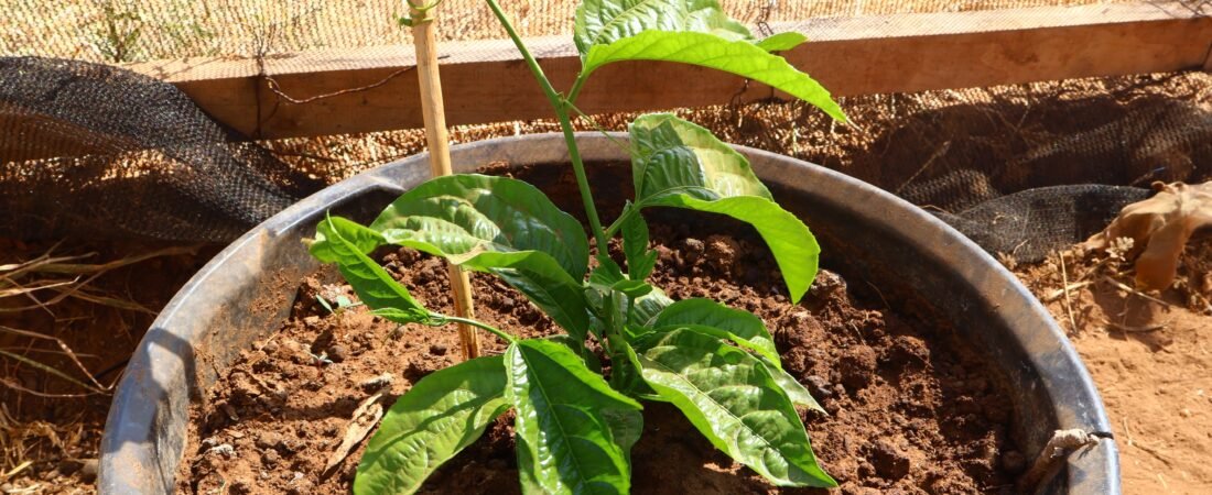 NKISHON AGROECOLOGY HUB_Nutrition Education