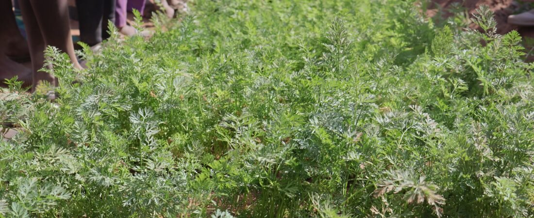 NKISHON PROGRAM_Sustainable Food Systems