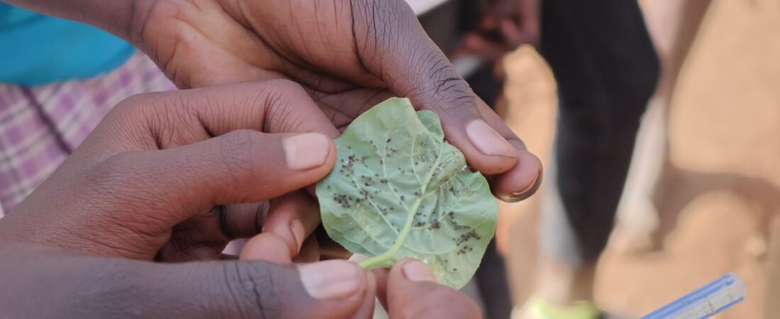 NKISHON AGROECOLOGY HUB_Nutrition Education
