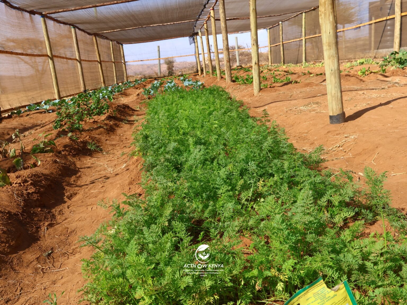 NKISHON AGROECOLOGY HUB_ACTNOW KENYA