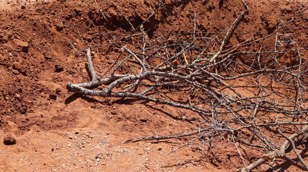 Rangeland Restoration